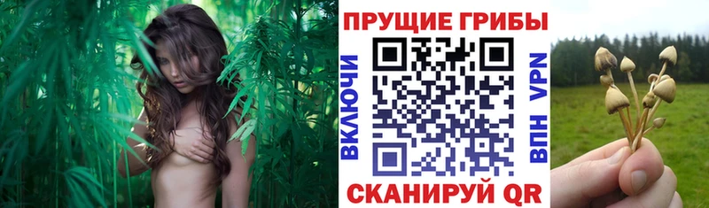Псилоцибиновые грибы GOLDEN TEACHER  Купить где  Новоуральск 